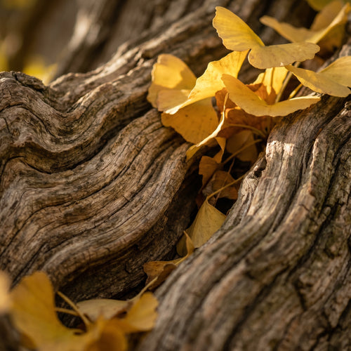 Ginkgo Biloba